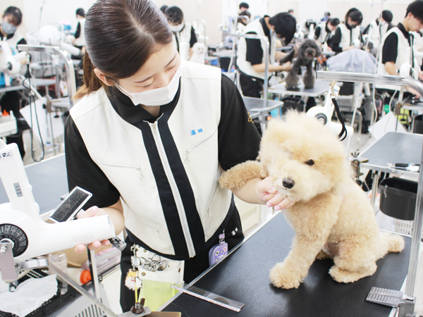 ２年生、お客様犬のトリミング！